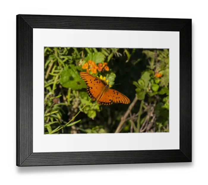 Framed Print : Gulf Fritillary (Agraulis vanillae) butterfly on Lantana flowers Framed Print : Gulf Fritillary (Agraulis vanillae) butterfly on Lantana flowers