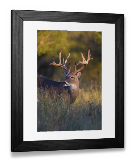 Framed Print : White-tailed Deer (Odocoileus virginianus) in cactus, grass and thornbrush habitat Framed Print : White-tailed Deer (Odocoileus virginianus) in cactus, grass and thornbrush habitat