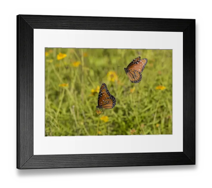 Framed Print : Queens (Danaus gilippus) butterfly pair in breeding activity Framed Print : Queens (Danaus gilippus) butterfly pair in breeding activity