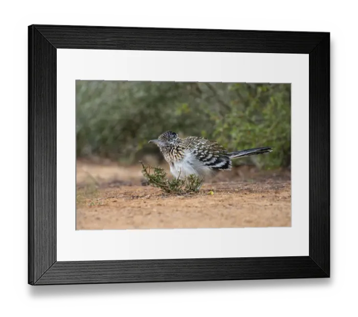 Framed Print : Greater roadrunner (Geococcyx californianus) in habitat