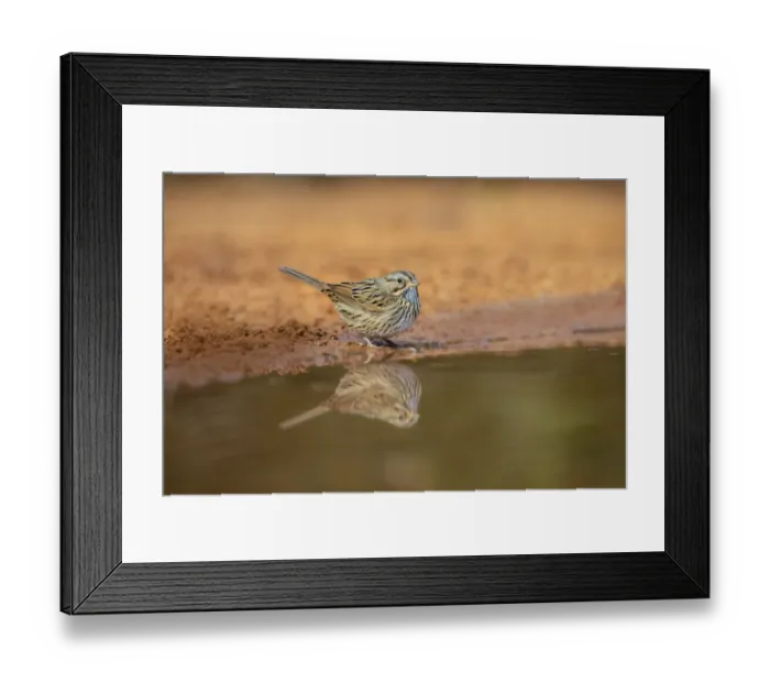 Framed Print : Lincolns sparrow (Melospiza lincolnii) drinking Framed Print : Lincolns sparrow (Melospiza lincolnii) drinking
