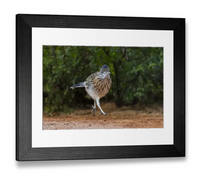 Framed Print : Greater roadrunner (Geococcyx californianus) in habitat Framed Print : Greater roadrunner (Geococcyx californianus) in habitat