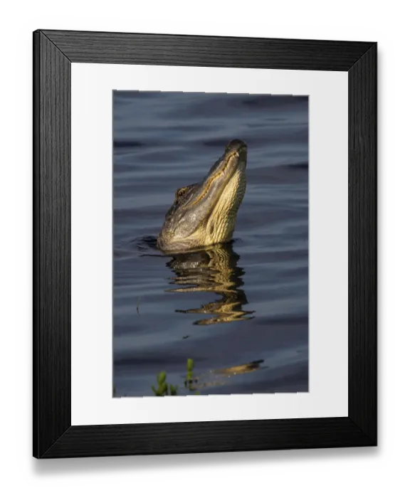 Framed Print : American alligator (Alligator mississippiensis) male bellowing call to potential mate Framed Print : American alligator (Alligator mississippiensis) male bellowing call to potential mate