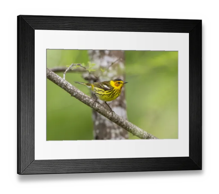 Framed Print : Cape May warbler (Dendroica tigrina) male foraging
