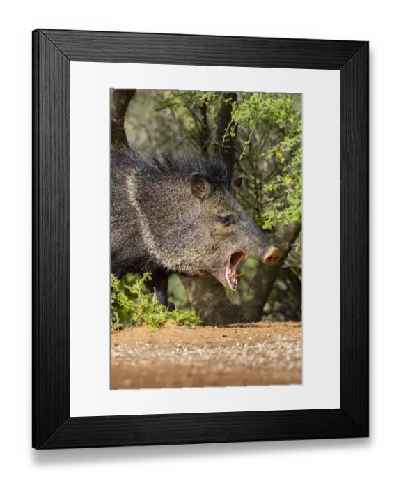 Framed Print : Collared peccary (Pecari tajacu) yawning