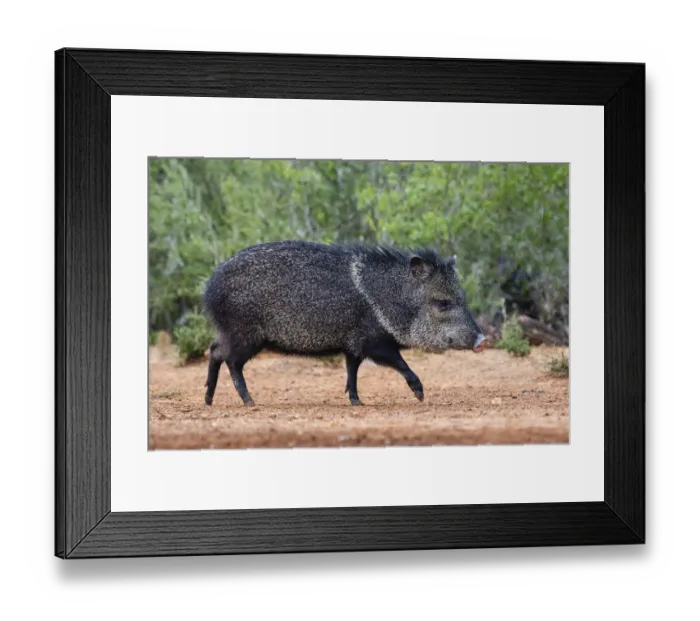 Framed Print : Collared peccary (Pecari tajacu) in habitat Framed Print : Collared peccary (Pecari tajacu) in habitat