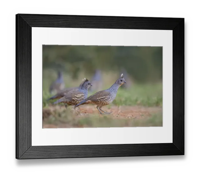 Framed Print : Scaled Quail (Callipepla squamata) covey feeding in grassland habitat Framed Print : Scaled Quail (Callipepla squamata) covey feeding in grassland habitat
