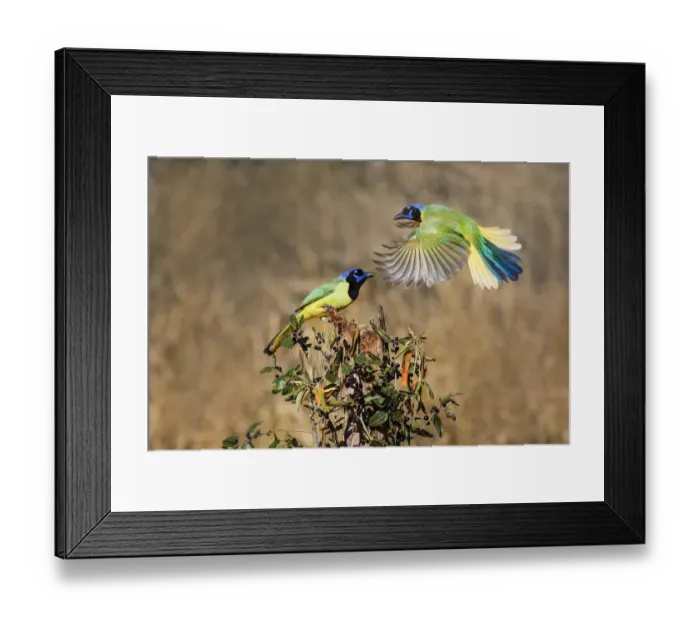 Framed Print : Green jay (Cyanocorax yncas) perching Framed Print : Green jay (Cyanocorax yncas) perching