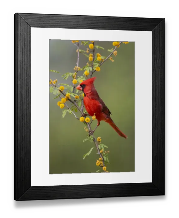 Framed Print : Northern cardinal (Cardinalis cardinalis) perched