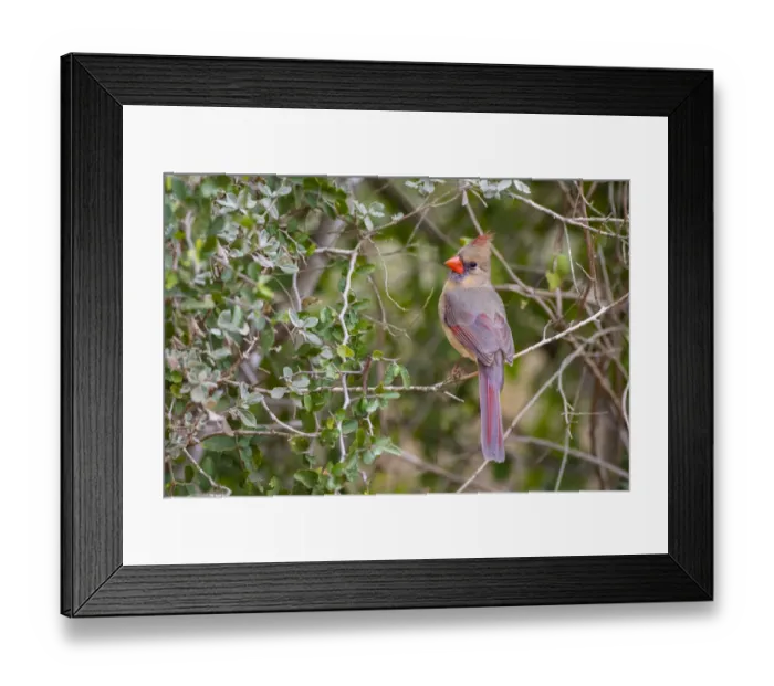 Framed Print : Northern cardinal (Cardinalis cardinalis) female perched