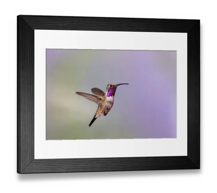 Framed Print : Lucifer hummingbird (Calothorax lucifer) male hovering Framed Print : Lucifer hummingbird (Calothorax lucifer) male hovering