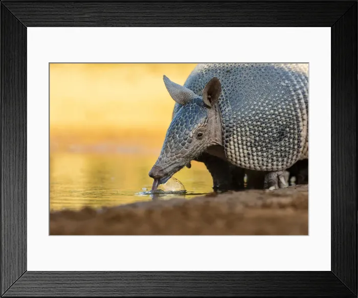 Framed Print : Nine-banded armadillo (Dasypus novemcinctus) drinking