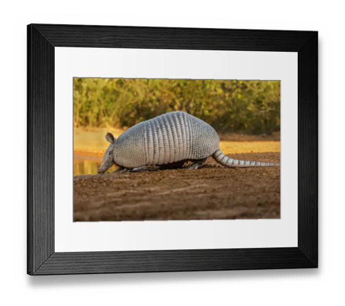 Framed Print : Nine-banded armadillo (Dasypus novemcinctus) drinking