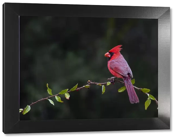 Northern cardinal (Cardinalis cardinalis) perched