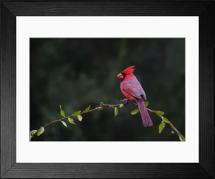Framed Print : Northern cardinal (Cardinalis cardinalis) perched Framed Print : Northern cardinal (Cardinalis cardinalis) perched
