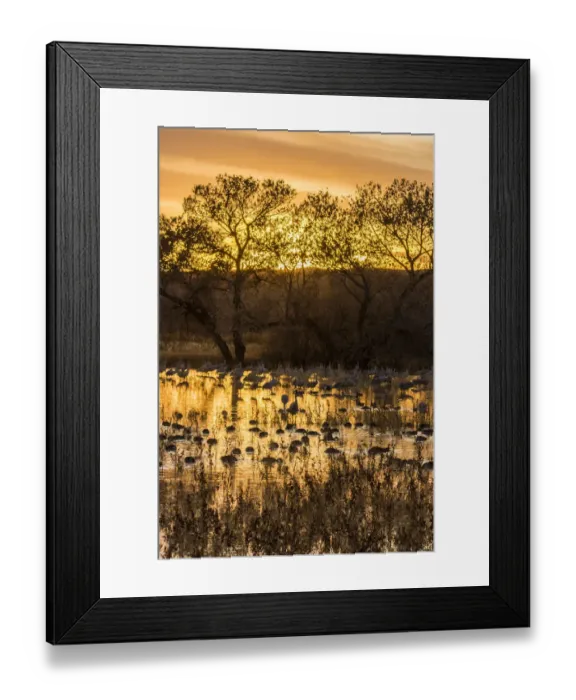 Framed Print : USA, New Mexico, Bosque del Apache National Wildlife Refuge. Sunset on bird flock in water