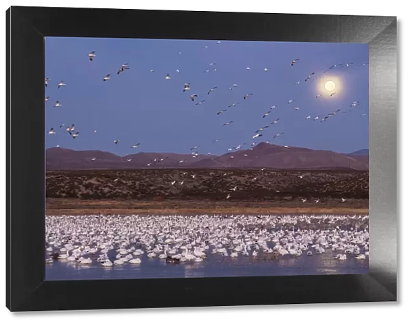USA, New Mexico, Bosque del Apache National Wildlife Refuge. Full moon and bird flocks