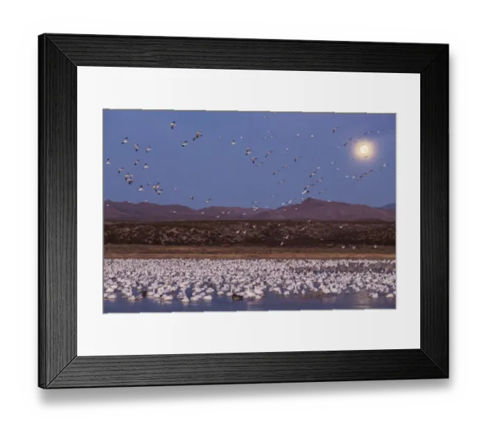 Framed Print : USA, New Mexico, Bosque del Apache National Wildlife Refuge. Full moon and bird flocks Framed Print : USA, New Mexico, Bosque del Apache National Wildlife Refuge. Full moon and bird flocks
