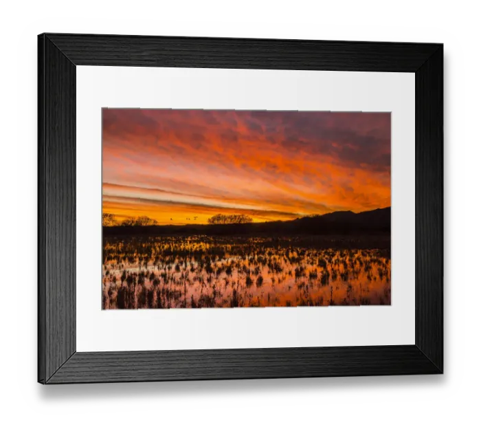 Framed Print : USA, New Mexico, Bosque del Apache National Wildlife Refuge. Sunset on bird flock in water Framed Print : USA, New Mexico, Bosque del Apache National Wildlife Refuge. Sunset on bird flock in water