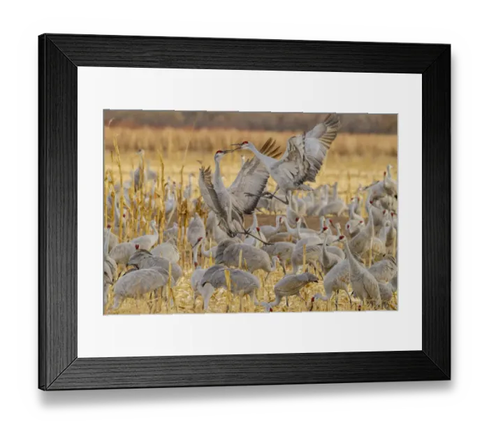 Framed Print : USA, New Mexico, Bosque del Apache National Wildlife Refuge. Sandhill cranes fighting Framed Print : USA, New Mexico, Bosque del Apache National Wildlife Refuge. Sandhill cranes fighting