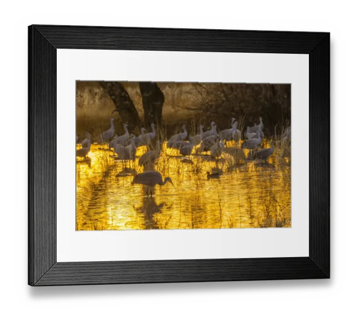 Framed Print : USA, New Mexico, Bosque del Apache National Wildlife Refuge. Sandhill cranes in water at sunset
