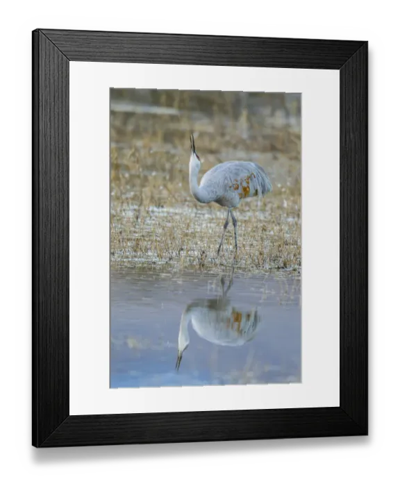 Framed Print : USA, New Mexico, Bosque Del Apache National Wildlife Refuge. Sandhill crane in water Framed Print : USA, New Mexico, Bosque Del Apache National Wildlife Refuge. Sandhill crane in water
