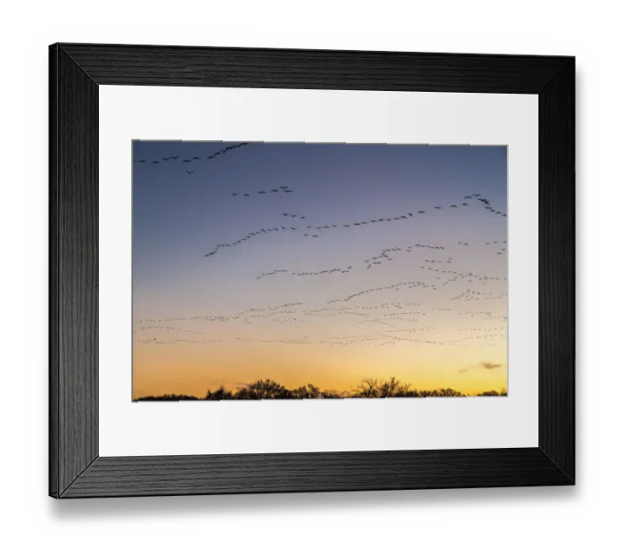 Framed Print : USA, New Mexico, Bosque del Apache National Wildlife Refuge. Snow geese returning at sunrise Framed Print : USA, New Mexico, Bosque del Apache National Wildlife Refuge. Snow geese returning at sunrise