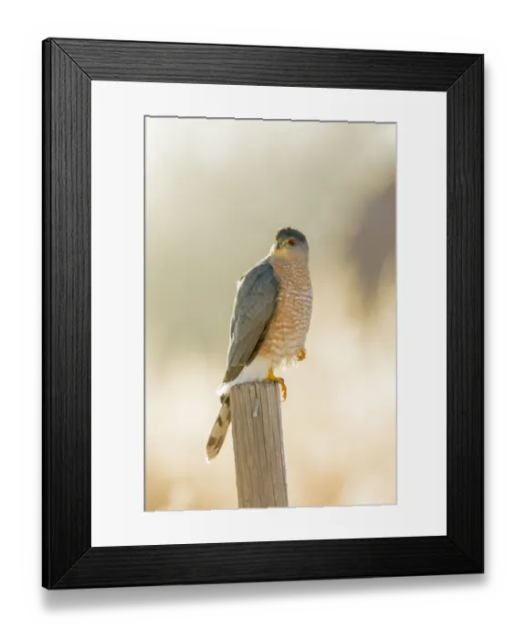 Framed Print : USA, New Mexico, Bosque del Apache Wildlife Refuge. Coopers Hawk on stump. Credit as Framed Print : USA, New Mexico, Bosque del Apache Wildlife Refuge. Coopers Hawk on stump. Credit as