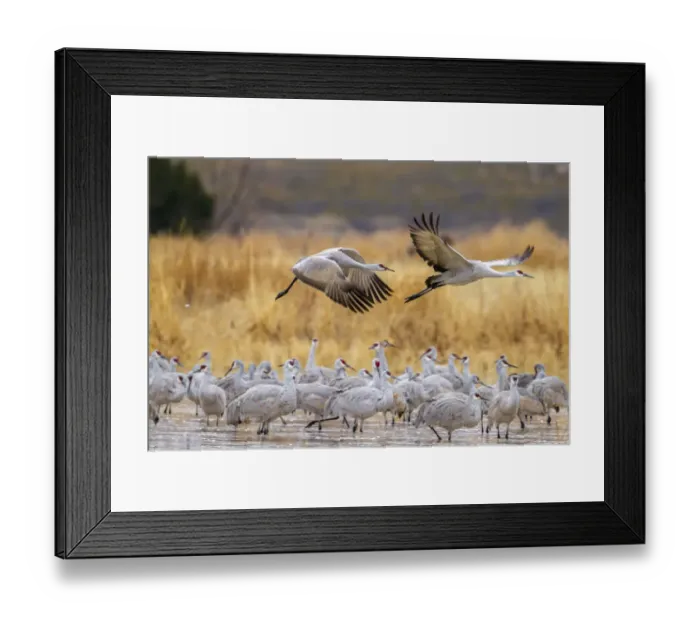 Framed Print : USA, New Mexico, Bosque del Apache National Wildlife Refuge. Sandhill cranes flying over flock Framed Print : USA, New Mexico, Bosque del Apache National Wildlife Refuge. Sandhill cranes flying over flock