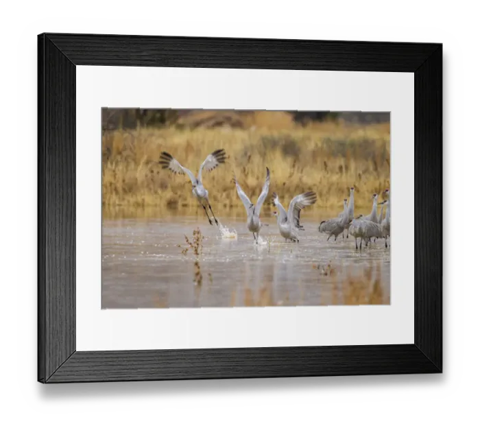 Framed Print : USA, New Mexico, Bosque del Apache National Wildlife Refuge. Sandhill cranes take flight from water Framed Print : USA, New Mexico, Bosque del Apache National Wildlife Refuge. Sandhill cranes take flight from water