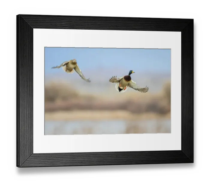 Framed Print : Mallard (Anas platyrhynchos) ducks flying Framed Print : Mallard (Anas platyrhynchos) ducks flying