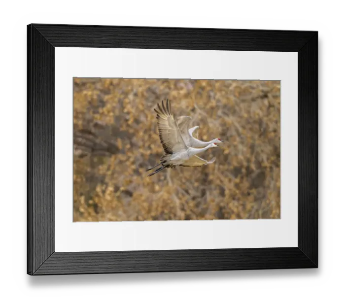 Framed Print : USA, New Mexico, Bosque del Apache National Wildlife Refuge. Sandhill cranes flying Framed Print : USA, New Mexico, Bosque del Apache National Wildlife Refuge. Sandhill cranes flying