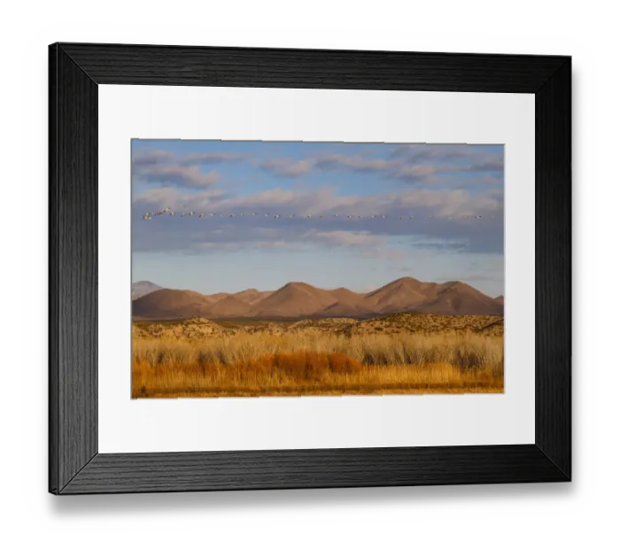 Framed Print : Bosque del Apache National Wildlife Refuge, Socorro County, New Mexico, USA