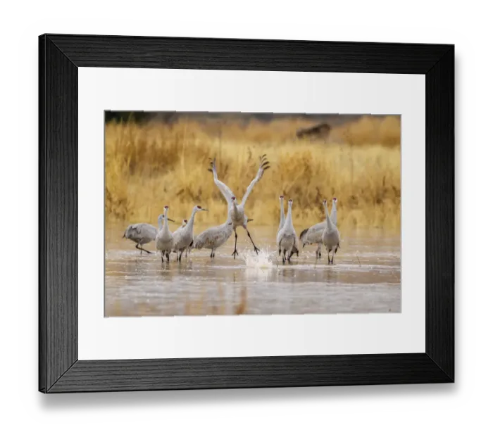 Framed Print : USA, New Mexico, Bosque del Apache National Wildlife Refuge. Sandhill crane takes flight from water Framed Print : USA, New Mexico, Bosque del Apache National Wildlife Refuge. Sandhill crane takes flight from water