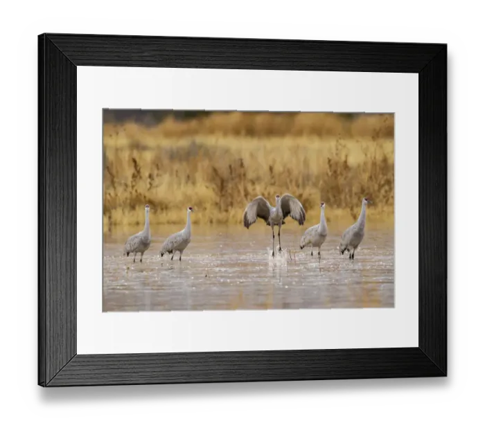 Framed Print : USA, New Mexico, Bosque del Apache National Wildlife Refuge. Sandhill crane takes flight from water Framed Print : USA, New Mexico, Bosque del Apache National Wildlife Refuge. Sandhill crane takes flight from water
