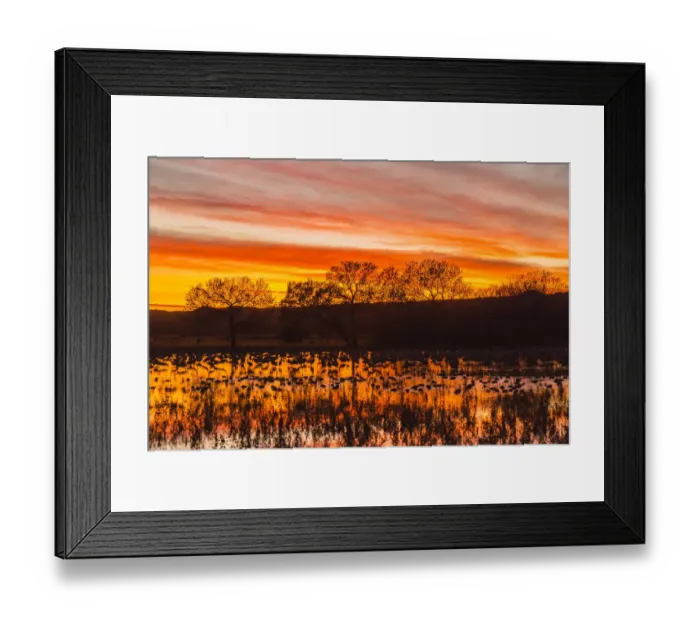 Framed Print : USA, New Mexico, Bosque del Apache National Wildlife Refuge. Sunset on bird flock in water Framed Print : USA, New Mexico, Bosque del Apache National Wildlife Refuge. Sunset on bird flock in water