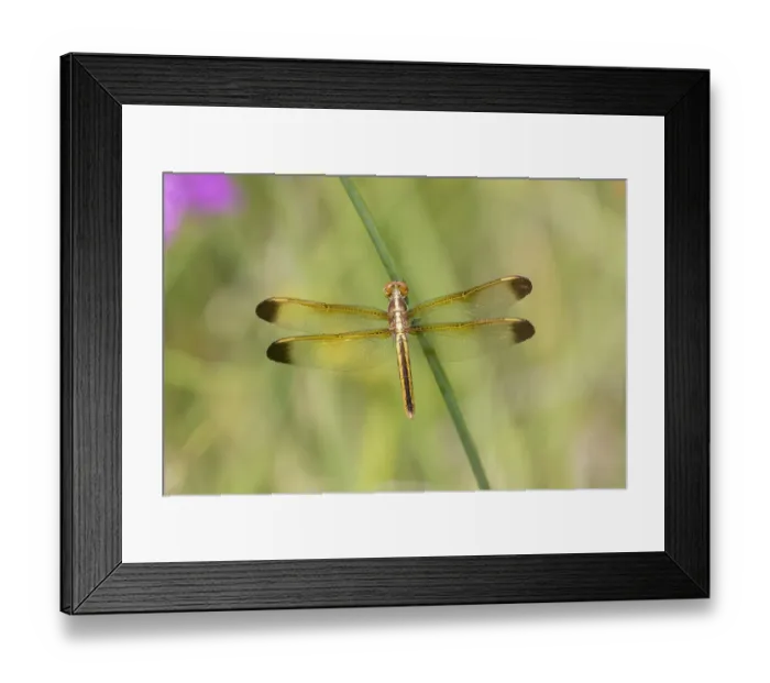 Framed Print : Yellow-sided Skimmer (Libellula flavida) female Cottonmouth Fen Ripley Co. MO Framed Print : Yellow-sided Skimmer (Libellula flavida) female Cottonmouth Fen Ripley Co. MO