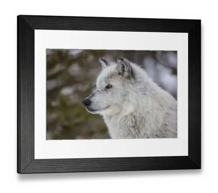 Framed Print : Captive gray wolf portrait at the Grizzly and Wolf Discovery Center in West Yellowstone Framed Print : Captive gray wolf portrait at the Grizzly and Wolf Discovery Center in West Yellowstone