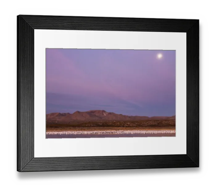 Framed Print : USA, New Mexico, Bosque del Apache National Wildlife Refuge. Flying birds and full moon at sunrise Framed Print : USA, New Mexico, Bosque del Apache National Wildlife Refuge. Flying birds and full moon at sunrise