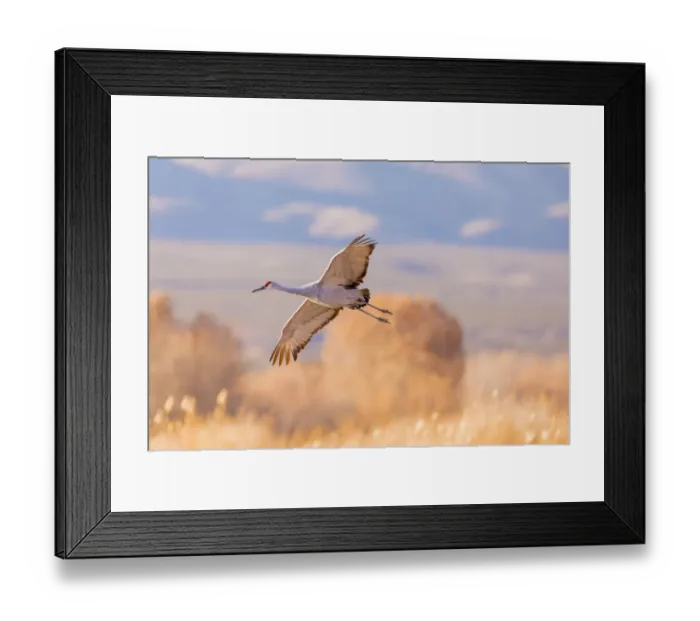 Framed Print : USA, New Mexico, Bosque del Apache Wildlife Refuge. Sandhill crane landing. Credit as Framed Print : USA, New Mexico, Bosque del Apache Wildlife Refuge. Sandhill crane landing. Credit as
