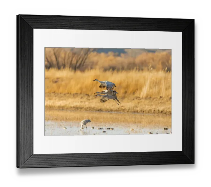 Framed Print : USA, New Mexico, Bosque del Apache Wildlife Refuge. Sandhill cranes landing. Credit as