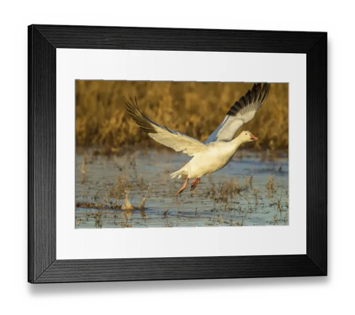 Framed Print : USA, New Mexico, Bosque Del Apache National Wildlife Refuge. Snow goose flying. Credit as Framed Print : USA, New Mexico, Bosque Del Apache National Wildlife Refuge. Snow goose flying. Credit as