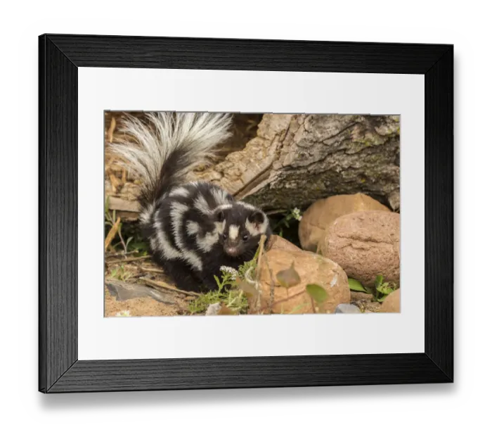 Framed Print : USA, Minnesota, Pine County. Captive spotted skunk