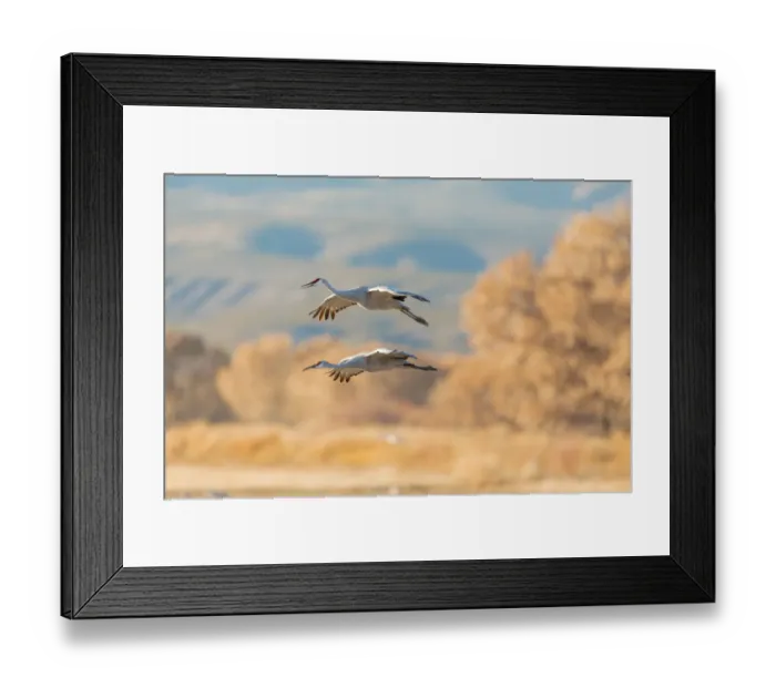 Framed Print : USA, New Mexico, Bosque del Apache Wildlife Refuge. Sandhill cranes flying. Credit as