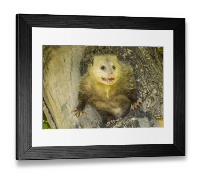 Framed Print : USA, Minnesota, Pine County. Captive adult opossum Framed Print : USA, Minnesota, Pine County. Captive adult opossum