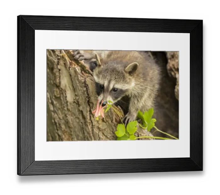 Framed Print : USA, Minnesota, Pine County. Captive raccoon baby close-up Framed Print : USA, Minnesota, Pine County. Captive raccoon baby close-up