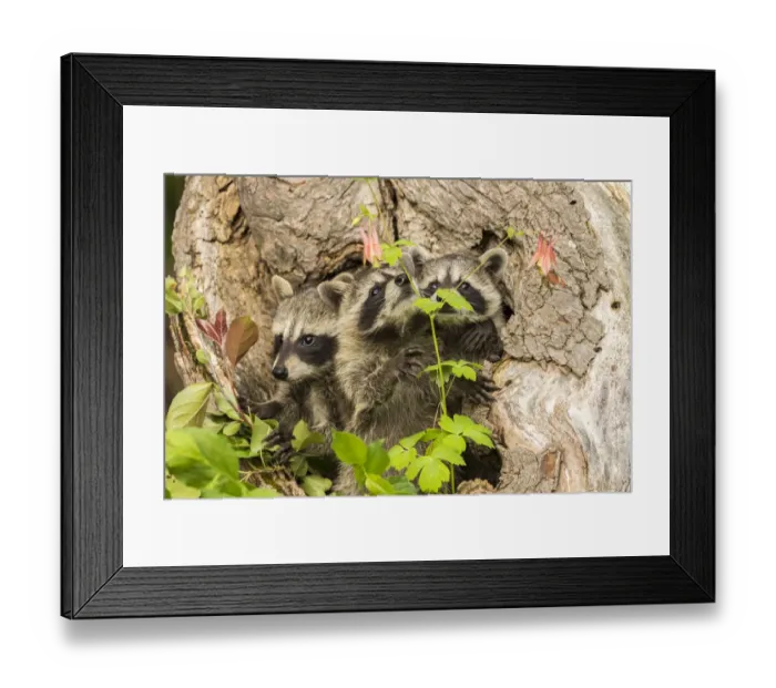 Framed Print : USA, Minnesota, Pine County. Captive raccoon babies Framed Print : USA, Minnesota, Pine County. Captive raccoon babies
