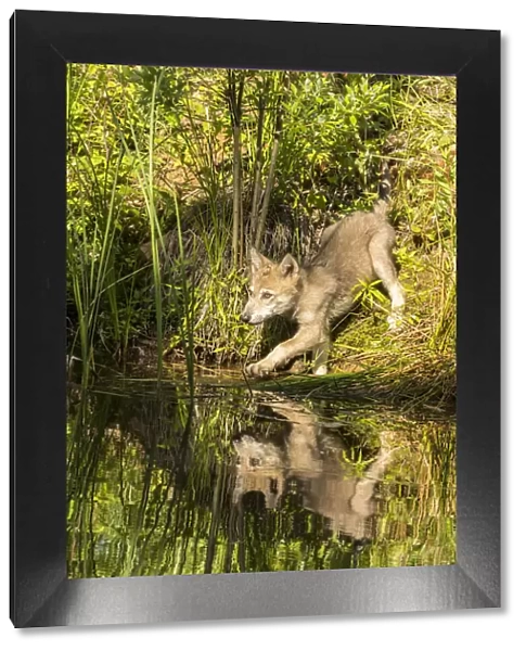 USA, Minnesota, Pine County. Gray wolf cub and water reflections. Credit as: Cathy