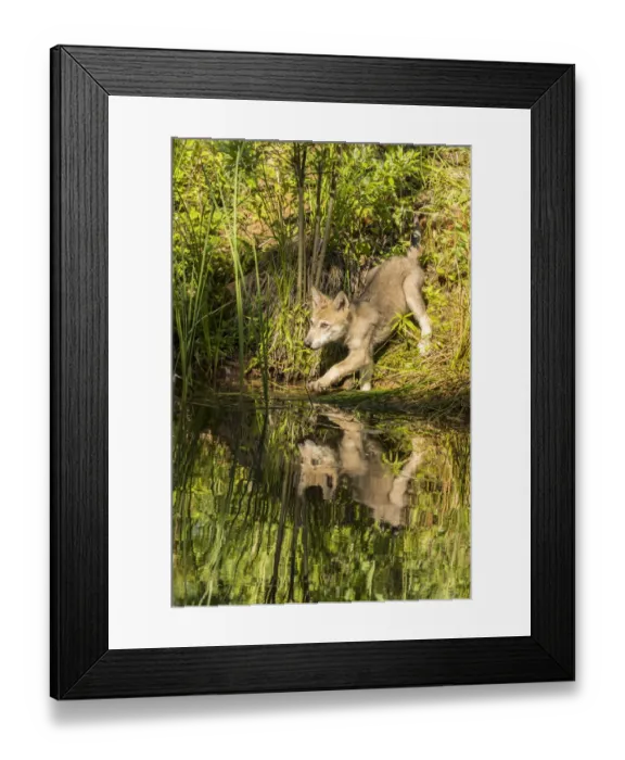 Framed Print : USA, Minnesota, Pine County. Gray wolf cub and water reflections. Credit as: Cathy Framed Print : USA, Minnesota, Pine County. Gray wolf cub and water reflections. Credit as: Cathy