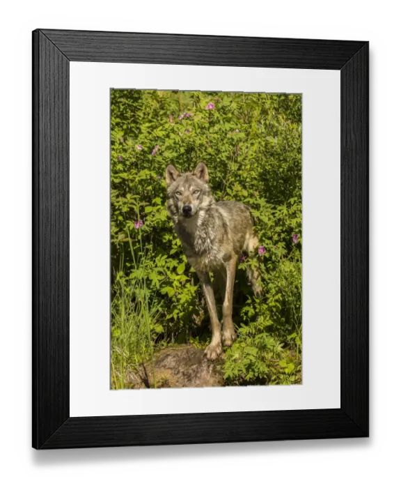 Framed Print : Pine County. Captive gray wolf adult. Credit as: Cathy and Gordon Illg / Jaynes Gallery Framed Print : Pine County. Captive gray wolf adult. Credit as: Cathy and Gordon Illg / Jaynes Gallery